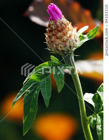 Cornflower Rough is a flower with beautiful delicate petals 94103310
