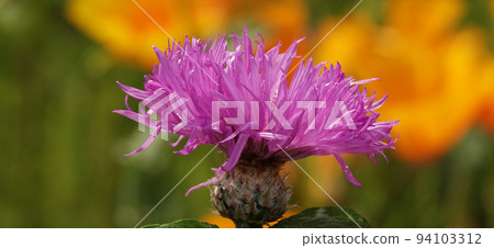 Cornflower Rough is a flower with beautiful delicate petals 94103312