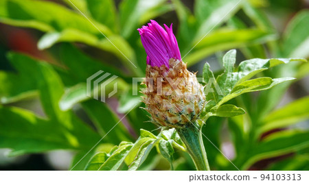 Cornflower Rough is a flower with beautiful delicate petals 94103313