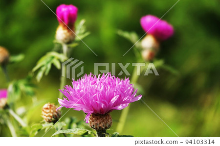 Cornflower Rough is a flower with beautiful delicate petals 94103314