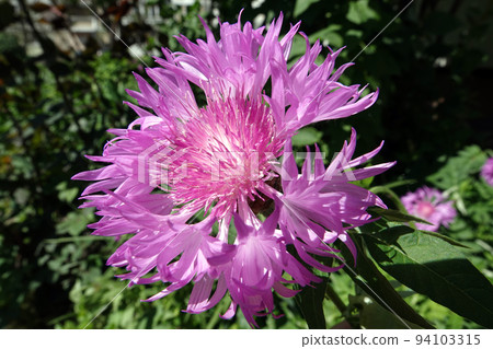 Cornflower Rough is a flower with beautiful delicate petals 94103315