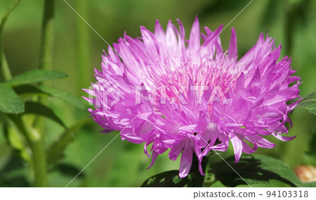 Cornflower Rough is a flower with beautiful delicate petals 94103318