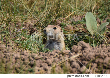 Prairie Dogs in Custer State Park (South Dakota, USA) 94103485