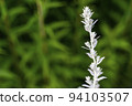 Artemisia ludoviciana copy spase. Vegetable background macro texture Photo of good quality 94103507