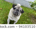 An old pug looking at the top in a green meadow. Good quality photos 94103510