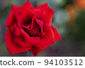 A red rose bud on a blurry dark green background 94103512