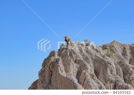 Bighorn in Badlands National Park (South Dakota, USA) Bighorn in Badlands National Park (South Dakota, USA) 94103581