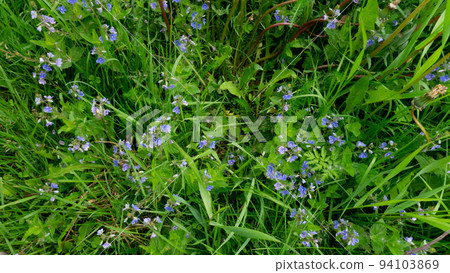 Green grass with Germander speedwell flowers. close photo. Background with yellow and green plants 94103869
