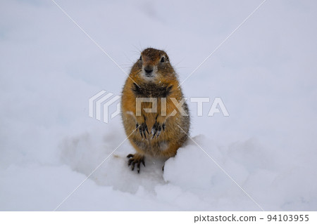 Arctic ground squirrel in Denali National Park (Alaska, USA) 94103955