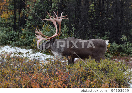 德納利國家公園的馴鹿（美國阿拉斯加） 94103969