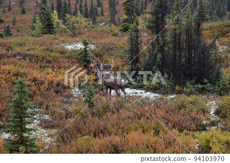 德納利國家公園的馴鹿（美國阿拉斯加） 94103970