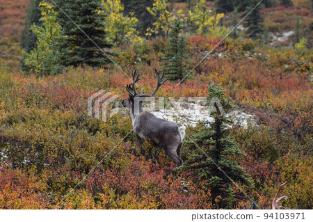 Reindeer in Denali National Park (Alaska, USA) 94103971