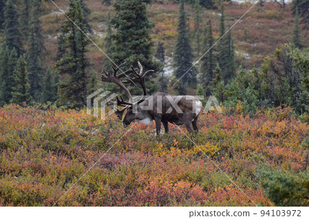 德納利國家公園的馴鹿（美國阿拉斯加） 94103972