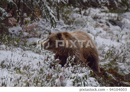 Grizzly bear in Denali National Park (Alaska, USA) 94104003