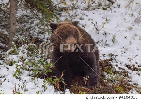 美國阿拉斯加德納利國家公園的灰熊幼崽 94104013