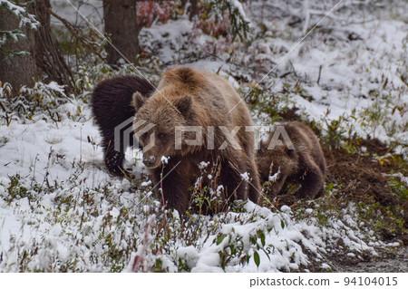 美國阿拉斯加德納利國家公園的灰熊幼崽 94104015
