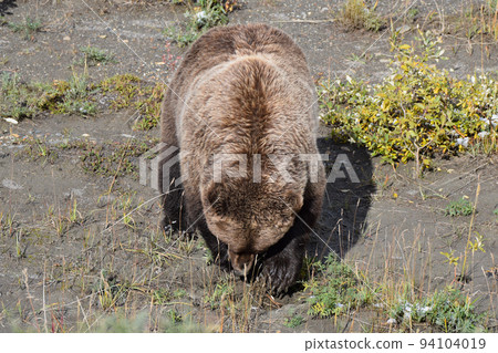 Grizzly bear in Denali National Park (Alaska, USA) 94104019