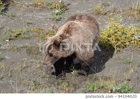 Grizzly bear in Denali National Park (Alaska, USA) 94104020