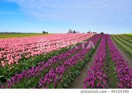 Tulip fields in Skagit Valley (Washington State, USA) Tulip fields in Skagit Valley (Washington State, USA) 94104390