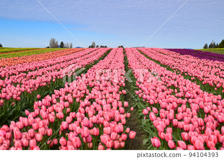 Tulip fields in Skagit Valley (Washington State, USA) Tulip fields in Skagit Valley (Washington State, USA) 94104393