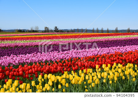 Tulip fields in Skagit Valley (Washington State, USA) 94104395