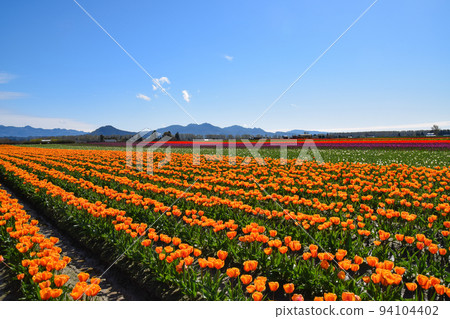 Tulip fields in Skagit Valley (Washington State, USA) Tulip fields in Skagit Valley (Washington State, USA) 94104402