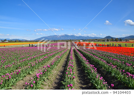 Tulip fields in Skagit Valley (Washington State, USA) 94104403