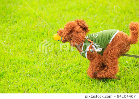 嘴裡叼著玩具跑的玩具貴賓犬 嘴裡叼著玩具跑的玩具貴賓犬 94104407