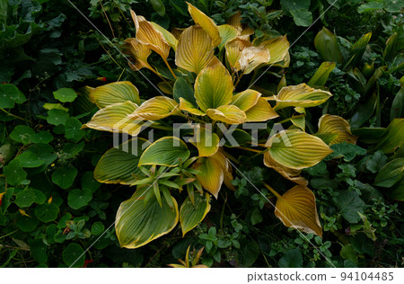 The plant has green-yellow leaves surrounded by bright green foliage. 94104485