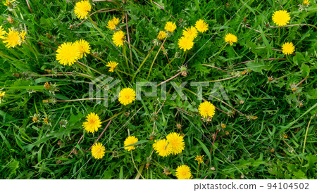 Green grass with dandelion flowers. close photo. Background with yellow and green plants. Green grass with dandelion flowers. close photo. Background with yellow and green plants. 94104502