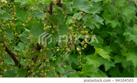 Bushes of red currant with ovaries of green berries. Just starting appear berries on the bush. Close up photo of leaves. 94104503