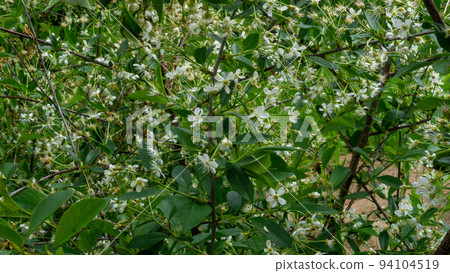 White cherry blossoms with a large number of small flowers against a green bush. Close up photo. 94104519