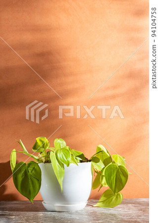Houseplant philidendron skandens in a white pot against a peach 94104758