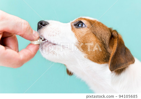 Jack Russell puppy eats cheese from hands. Portrait of a puppy close-up on a blue background. Dog food. Training, obedience, preparation for a dog show. Concept of taking care of pets, dog day. 94105685