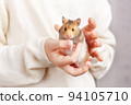 A cute fluffy golden hamster with a white tummy sits in the arms of a child in a light sweater and looks at the camera. Pet care concept, love for animals. Beautiful card with an animal theme. 94105710