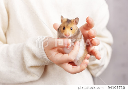 A cute fluffy golden hamster with a white tummy sits in the arms of a child in a light sweater and looks at the camera. Pet care concept, love for animals. Beautiful card with an animal theme. 94105710