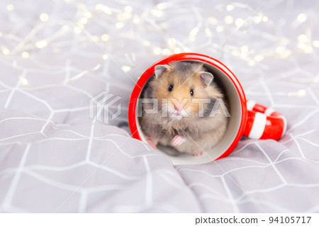 A cute fluffy golden hamster with black eyes sits in a red overturned cup and looks at the camera. Close up portrait of a Syrian hamster. Christmas gift, postcard. Love for pets. Copy space. A cute fluffy golden hamster with black eyes sits in a red overturned cup and looks at the camera. Close up portrait of a Syrian hamster. Christmas gift, postcard. Love for pets. Copy space. 94105717