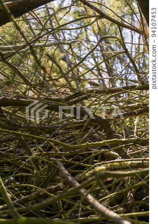 Dense thickets of branches. Natural background 94107453