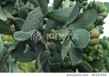 The bunch of green opuntia cactus ficus indica The bunch of green opuntia cactus ficus indica 94107894