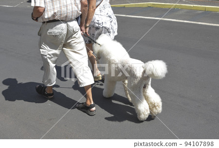 An elderly couple walks with her white poodle on a leash 94107898