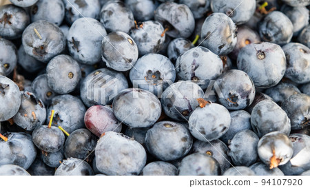 Lots of big juicy ripe cultivated blueberries. bilberries. 94107920