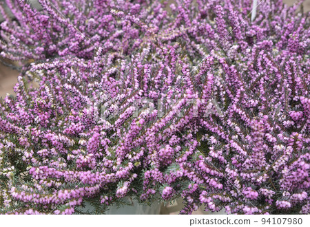 Calluna Plant With Pink Flowers Calluna Plant With Pink Flowers 94107980