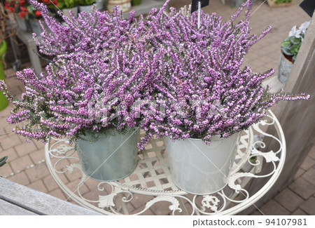 Flowers of pink Calluna vulgaris in pot Flowers of pink Calluna vulgaris in pot 94107981