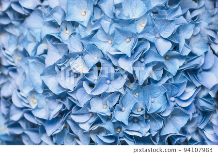Background of a blue hydrangea flowers, Hortensia flower 94107983