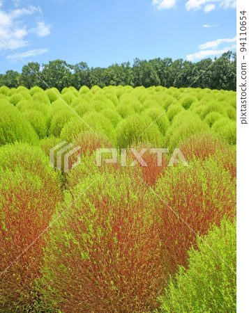 初秋地膚藍天開始變紅 94110654