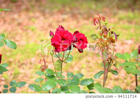 玫瑰花凡爾賽玫瑰 玫瑰花凡爾賽玫瑰 94111714