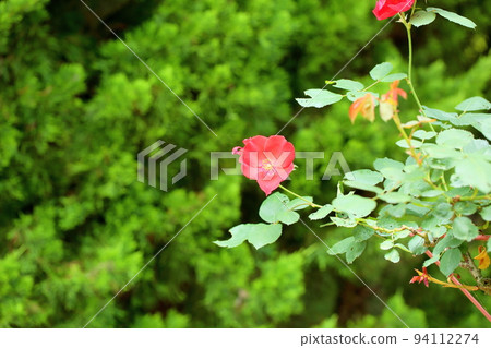 玫瑰花朵Salaband 玫瑰花朵Salaband 94112274