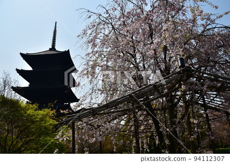 日本京都府京都市,春天的東寺,盛開的櫻花和國寶五層塔 日本京都府京都市,春天的東寺,盛開的櫻花和國寶五層塔 94112307