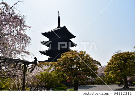 日本京都府京都市，春天的東寺，盛開的櫻花和國寶五層塔 94112311