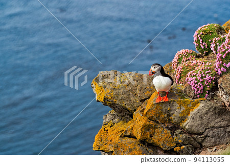 Puffin in Latrabjarg, Iceland Puffin in Latrabjarg, Iceland 94113055